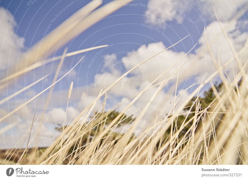 Rømø | wie im Wind. Natur Wolken Schönes Wetter Gras Sträucher wild weich Schilfrohr Dünengras Blick nach oben Farbfoto Außenaufnahme Menschenleer Tag