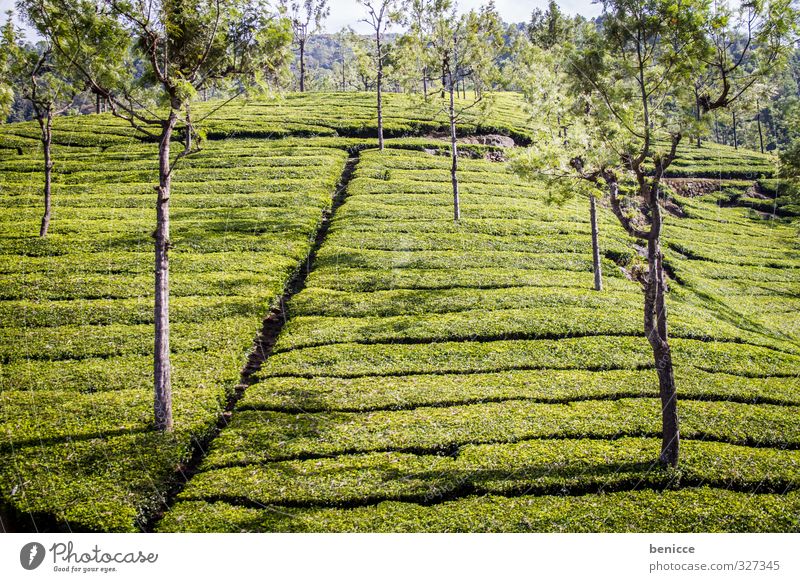 Greenland Tee Teepflanze Teeplantage Berge u. Gebirge Hügel grün Landschaft Menschenleer Baum Indien Asien Landwirtschaft Feld Ordnung Natur