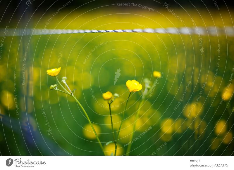 dottrig Umwelt Natur Pflanze Frühling Blume natürlich gelb grün Sumpf-Dotterblumen Farbfoto Außenaufnahme Makroaufnahme Menschenleer Tag Schwache Tiefenschärfe