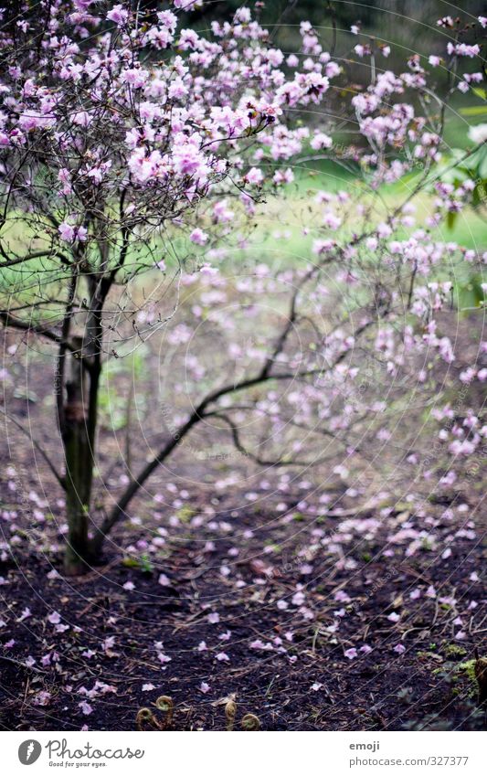 leela Natur Pflanze Frühling Sträucher Blüte natürlich violett Farbfoto Außenaufnahme Menschenleer Tag Schwache Tiefenschärfe