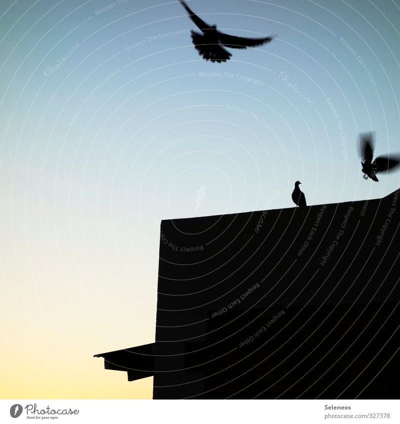 Alle Tauben fliegen hoch Ausflug Umwelt Natur Tier Himmel Wolkenloser Himmel Wildtier Vogel Flügel 3 Bewegung Haus Dach Farbfoto Außenaufnahme Morgen
