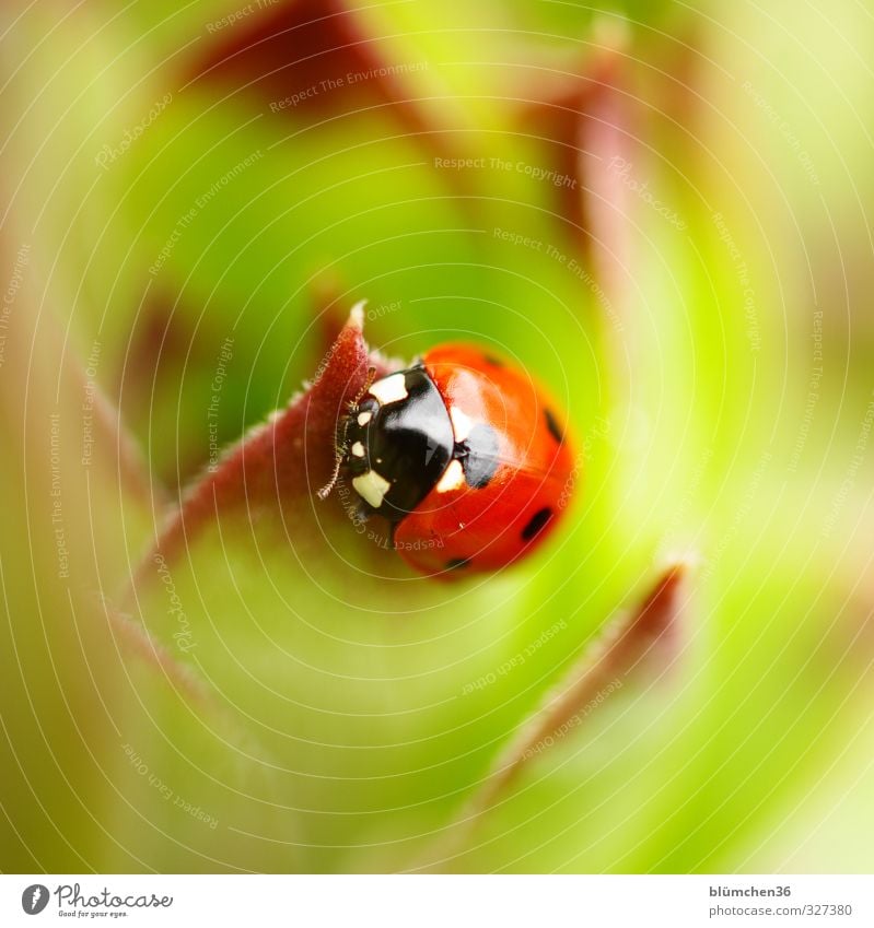 Im Angesicht des Glücks Tier Wildtier Käfer Tiergesicht Flügel Siebenpunkt-Marienkäfer Insekt 1 krabbeln laufen sitzen klein natürlich rund grün rot schwarz