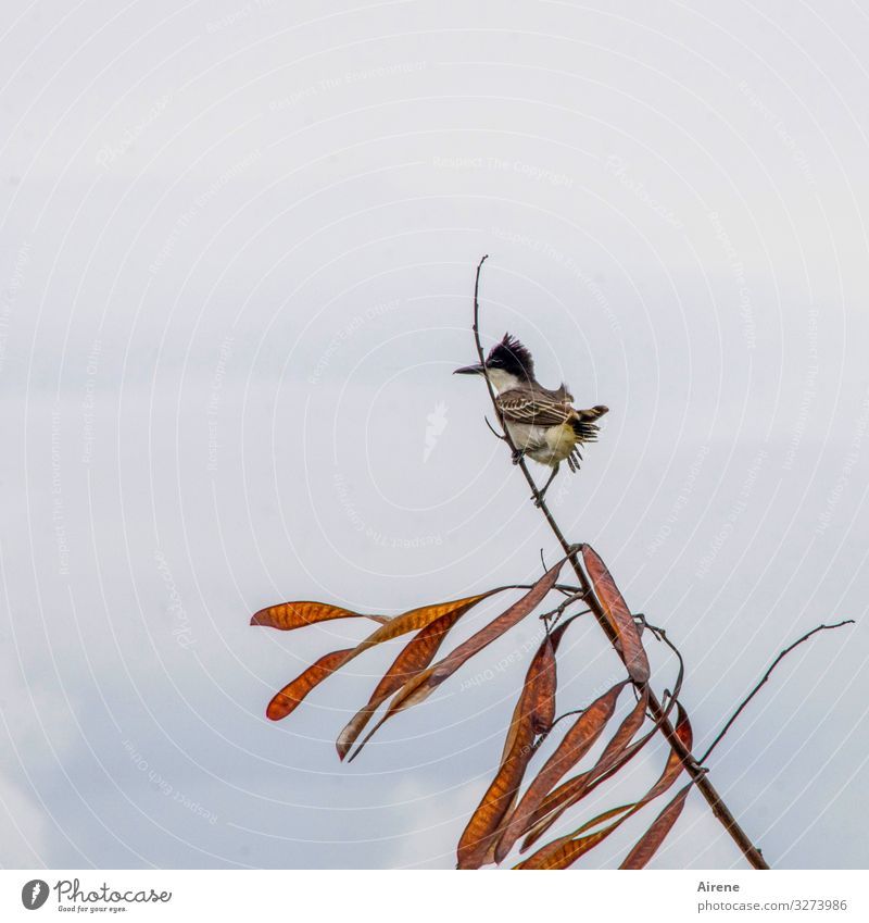 Ausguck Vogel 1 Tier beobachten braun grau Wind flattern klein Singvögel exotisch Kuba Karibik Zweig überblicken warten bewachen Blick zierlich zerzaust böse