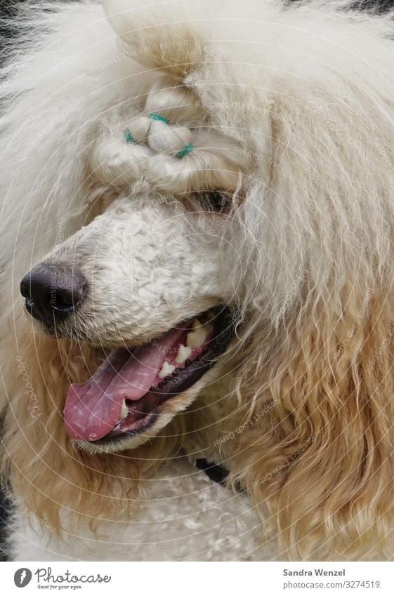 Königspudel Tier Hund Pudel 1 außergewöhnlich Farbfoto Innenaufnahme Tag Tierporträt Wegsehen