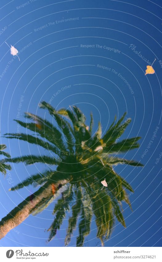 Palme die sich im Wasser spiegelt Spiegelung sommer herbst blätter herbstblätter himmel blau urlaubsende saisonende traum träumen freiheit trugbild palmwedel