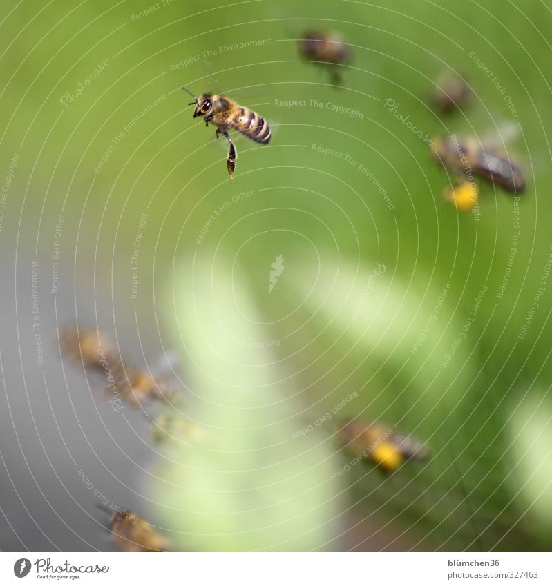 Kleine Flugshow Tier Nutztier Biene Honigbiene Schwarm fliegen tragen ästhetisch klein schön Arbeit & Erwerbstätigkeit Frühlingsgefühle Tierliebe Tierlaute
