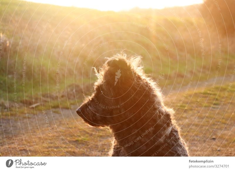 Hund im späten Sommerlicht Haustier Fell Hirtenhund 1 Tier beobachten hören Wärme gold Stimmung Tierliebe Wachsamkeit ruhig Neugier Zufriedenheit Erwartung