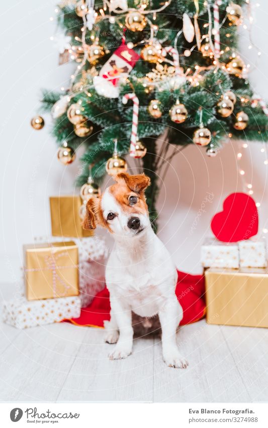 süßer jack russell hund zuhause am weihnachtsbaum Adoption annehmen Hund Weihnachten & Advent im Innenbereich Haustier Jack-Russell-Terrier niedlich heimwärts