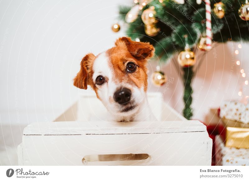 süßer Jack-Russell-Hund in eine Schachtel zu Hause am Weihnachtsbaum Kasten Adoption annehmen Weihnachten & Advent im Innenbereich Haustier Jack-Russell-Terrier