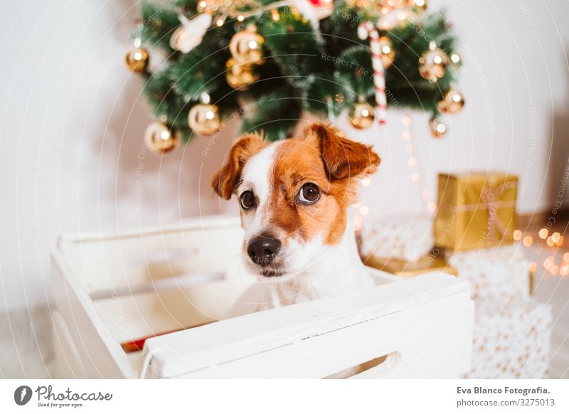 süßer Jack-Russell-Hund in eine Schachtel zu Hause am Weihnachtsbaum Kasten Adoption annehmen Weihnachten & Advent im Innenbereich Haustier Jack-Russell-Terrier