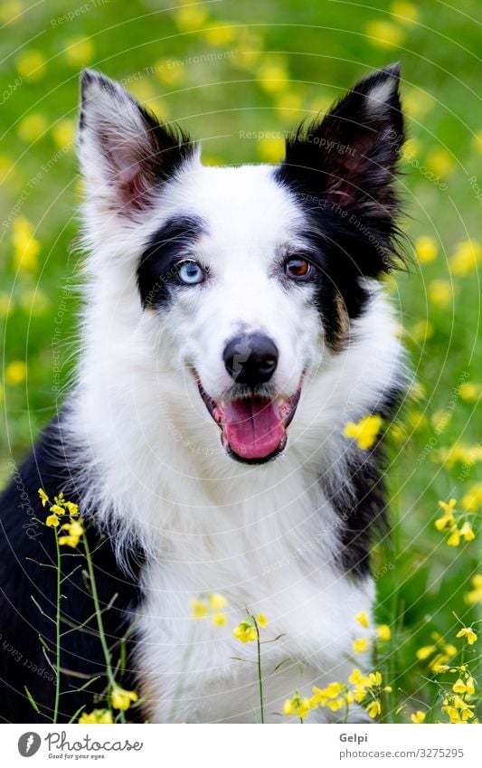 Wunderschöner schwarz-weißer Border Collie Hund Freude Tier Blume Gras Wiese Pelzmantel Haustier Freundlichkeit groß blau braun gelb rein züchten