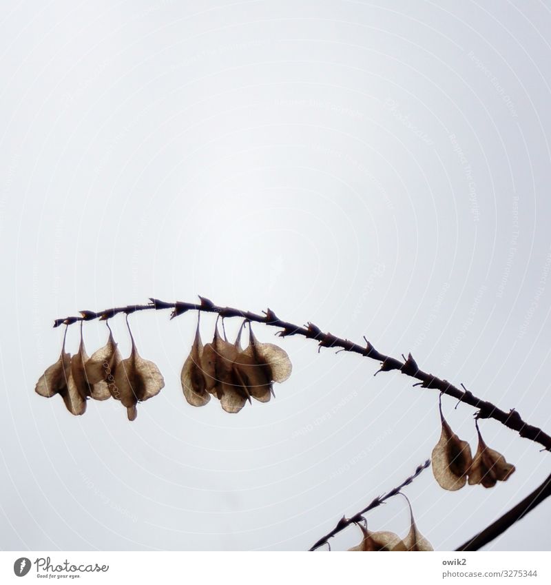 Ökoschmuck Natur Pflanze Wolken Herbst Zweig Samen Sporen Sporenkapsel hängen klein nah trocken viele geduldig ruhig Farbfoto Gedeckte Farben Außenaufnahme