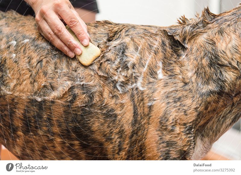 Frau Einseifen des Hundes echte Action Glück Spielen Badewanne Tier Haustier Freundlichkeit lustig nass niedlich Sauberkeit gold weiß baden züchten Schaumblase