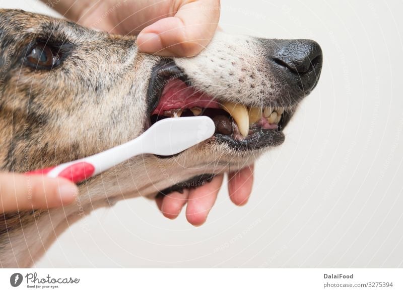 Zähneputzen des Hundes Medikament Arzt Krankenhaus Mund Hand Tier Haustier Zahnbürste klein niedlich Sauberkeit weiß Hintergrund Bürste Pflege Karies Reinigen