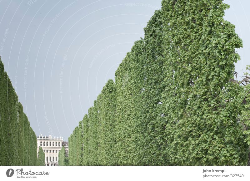 ab durch die hecke Hecke Park Wien Stadt Hauptstadt stehen ästhetisch historisch hoch grün Sicherheit Schutz fleißig diszipliniert Ordnungsliebe elegant Idylle