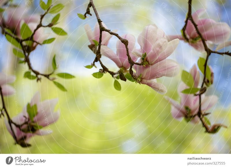 Magnolia Natur Pflanze Frühling Sommer Schönes Wetter Baum Blume Blatt Blüte Magnoliengewächse Ast Garten Park Blühend Duft Wachstum Fröhlichkeit frisch