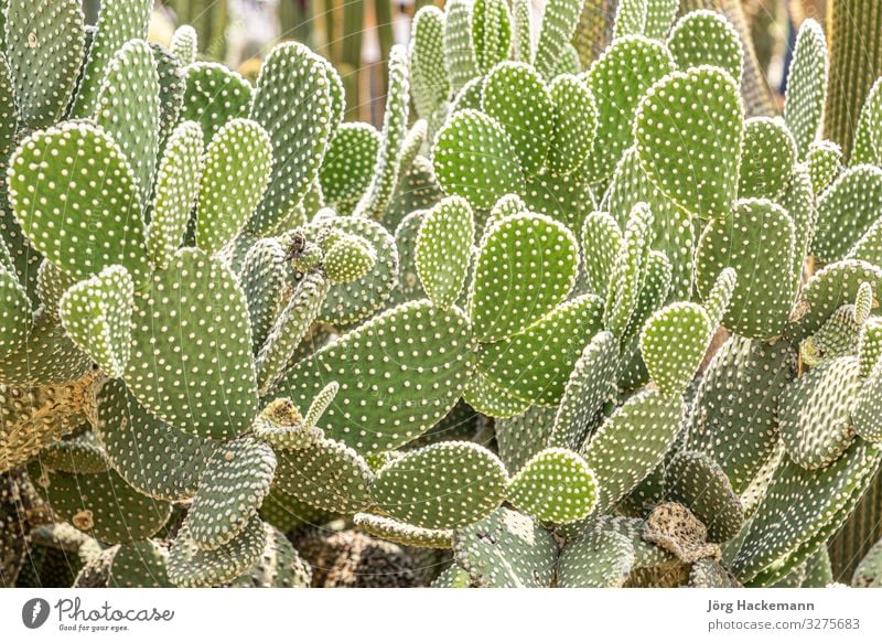 Kakteen, die im Garten wachsen Frucht schön Sommer Natur Landschaft Pflanze Blume Kaktus Blatt Burg oder Schloss natürlich stachelig grün weiß Mexiko