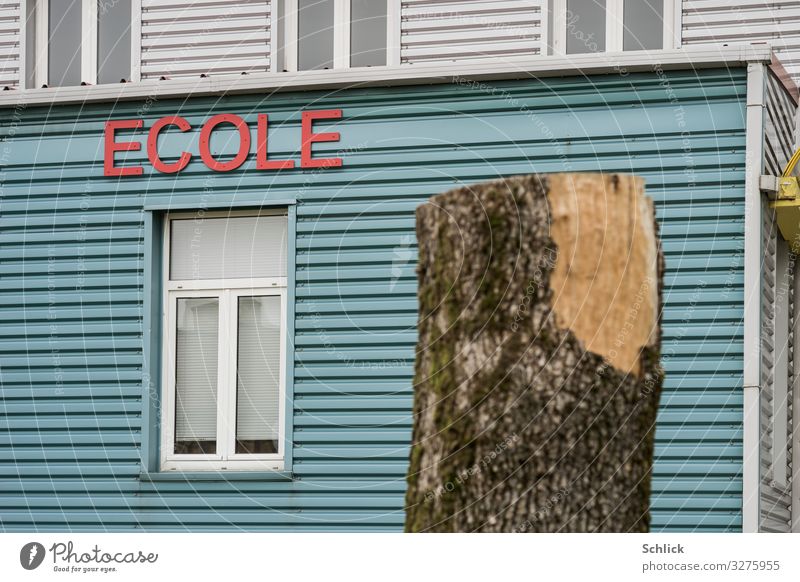 Erbschaft zerstörte Natur Kindererziehung Schule Pflanze Spielplatz Fenster Fassade Blech bedrohlich blau grau rot Kindheit Umwelt Baum Baumstumpf absägen