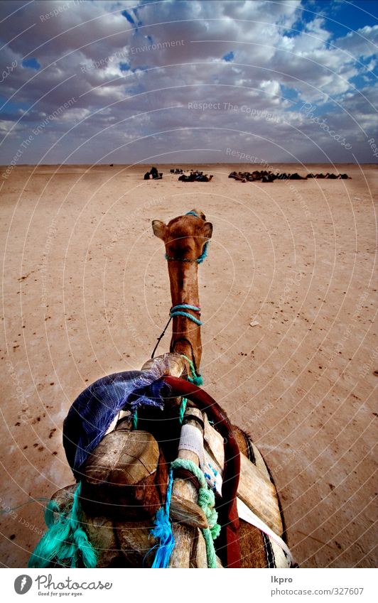 Kamel in der Wüste Lifestyle Ferien & Urlaub & Reisen Tourismus Ausflug Abenteuer Freiheit Sommer Sommerurlaub Sonne Natur Landschaft Tier Sand Himmel