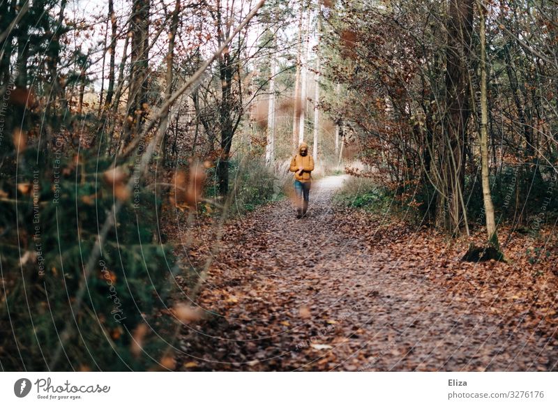 Ein Mann spaziert auf einem herbstlichen Waldweg spazieren Spaziergang Herbst Natur wandern Landschaft Wege & Pfade Ausflug Erholung Bäume Laub Herbstlaub