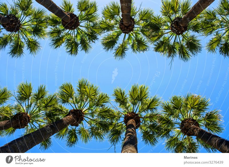 Palmen Stil Ferien & Urlaub & Reisen Tourismus Sommer Garten Natur Landschaft Himmel Sonne Baum Park alt blau grün Handfläche Hintergrund südländisch tropisch