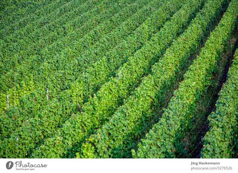 Weinberge auf den Hügeln der Mosel Natur Wachstum frisch Weintrauben reif Reihe Symbole & Metaphern trittenheim Farbfoto Morgendämmerung