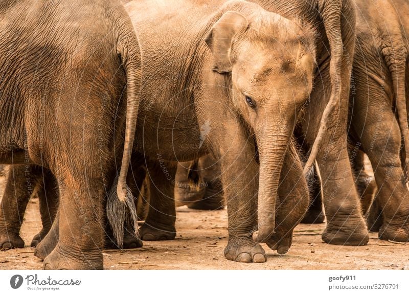 Mittendrin Ferien & Urlaub & Reisen Ausflug Abenteuer Ferne Freiheit Safari Expedition Natur Erde Südafrika Tier Wildtier Tiergesicht Pfote Fährte Elefant