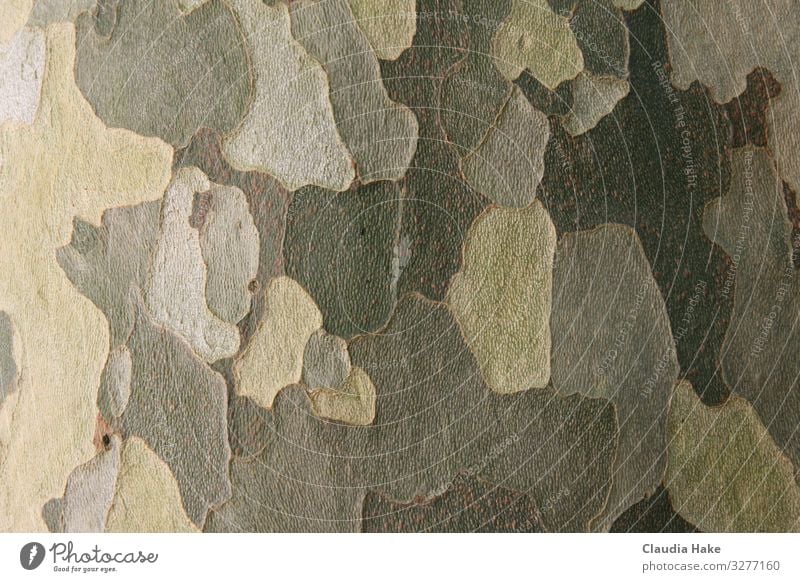 Camouflage Umwelt Natur Pflanze Baum Grünpflanze Holz Ornament Schutz Tarnung Farbfoto Außenaufnahme Muster Strukturen & Formen Menschenleer Tag