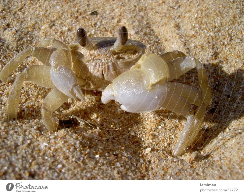krebs Australien Strand Krebstier