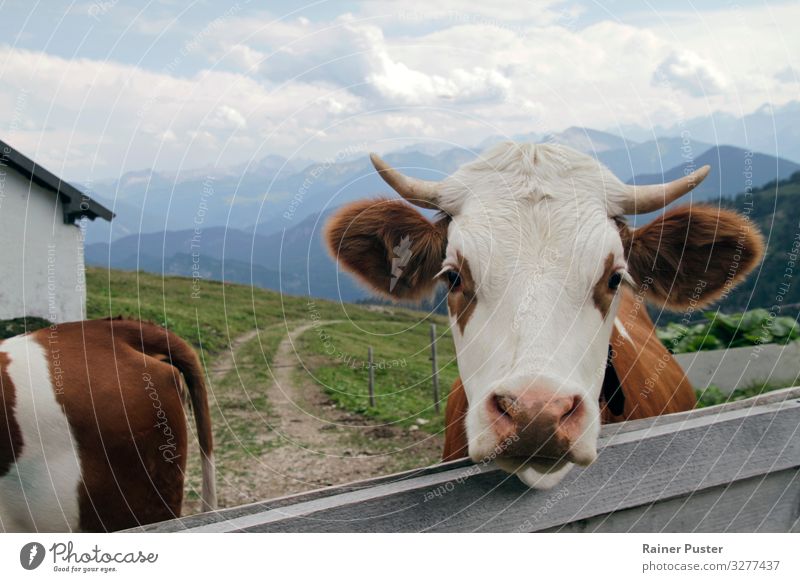 Kuh blickt auf einer Alm in die Kamera Fleisch Bioprodukte Berge u. Gebirge wandern Landwirtschaft Forstwirtschaft Almwirtschaft Umwelt Alpen 1 Tier 2 natürlich
