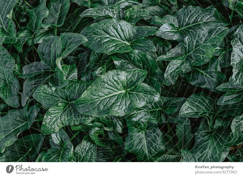 Draufsicht auf natürliche, dunkelgrün gemusterte Pflanzenblätter exotisch schön Sommer Garten Tapete Natur Blatt Grünpflanze Wildpflanze Wachstum frisch