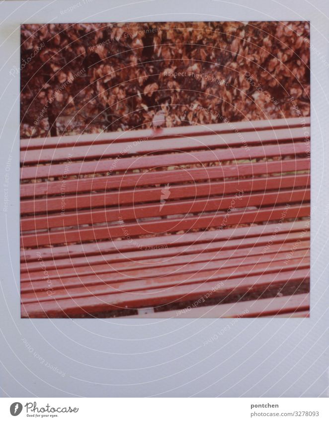 Spatz sitzt auf roter bank im Park vor Büschen mit herbstlaub. Polaroid Tier Wildtier Vogel 1 sitzen Bank Herbst Blatt Holzbank klein winzig ruhig Einsamkeit