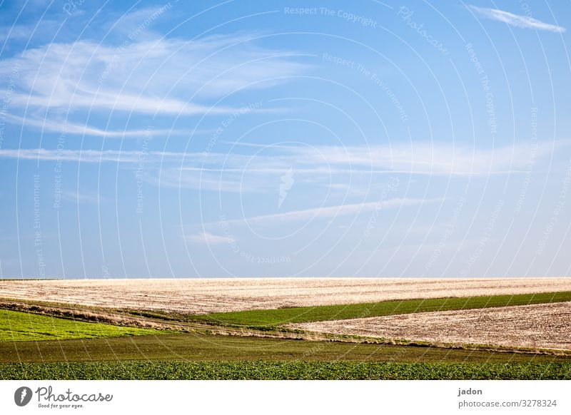 felder und blauer himmel. Feld Himmel Frühling grün Gras Landschaft Wolken Menschenleer Schönes Wetter Tag Umwelt Pflanze Wiese Textfreiraum oben Horizont Natur