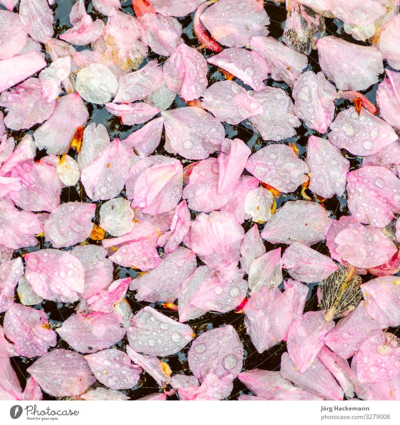 im See treibende rosa Blüten harmonisch Teich weich Gefühle Hintergrund driftend Frühling Symbole & Metaphern Wasser Zen Farbfoto Tag