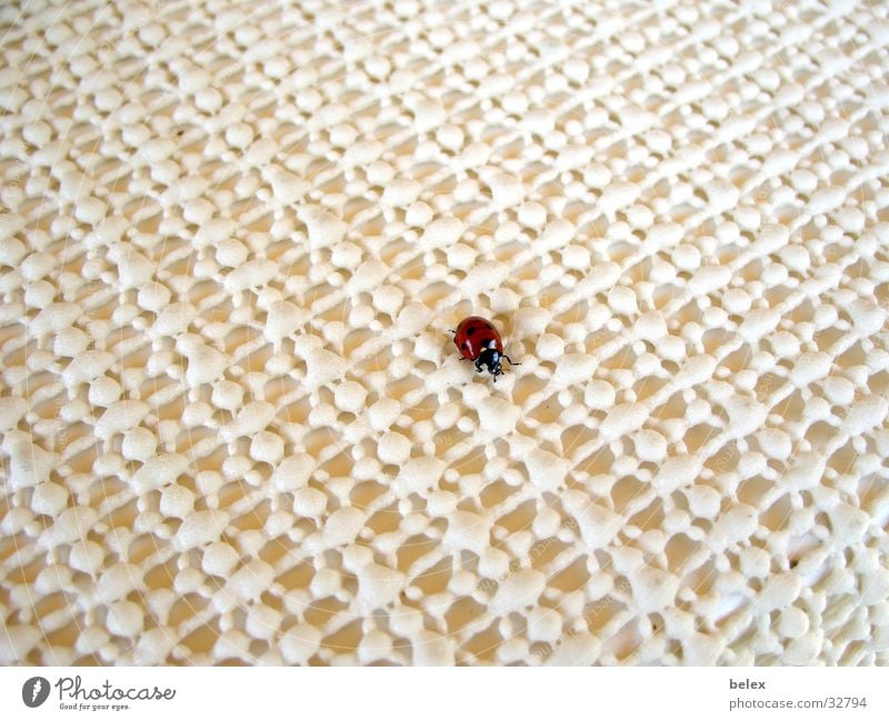 einsamer Marienkäfer Insekt Tier rot weiß Einsamkeit Suche Muster krabbeln Käfer fliegen Strukturen & Formen Fleck Punkt Tischwäsche
