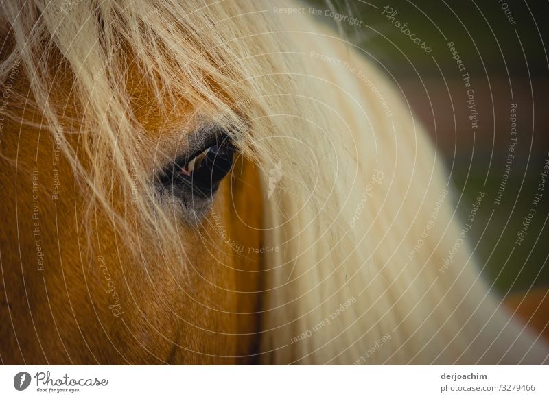 Schau mir in die Augen: ein Pferd mit langen weißen Haaren schaut mit einem Auge zum Betrachter. Freude harmonisch Ausflug Bayern Deutschland Menschenleer 1