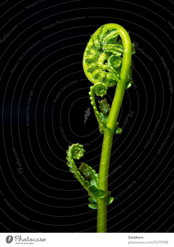 Frische Grünes Farnblatt auf schwarzem Hintergrund Leben Umwelt Natur Pflanze Blatt Wildpflanze Wald Urwald Wachstum dunkel frisch hell grün Wurmfarn
