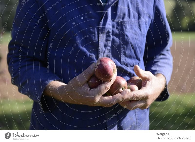 Apfelernte Lebensmittel Frucht Ernährung Slowfood Männlicher Senior Mann Hand Freundlichkeit Fröhlichkeit blau Akzeptanz Vertrauen Ernte Erntedankfest