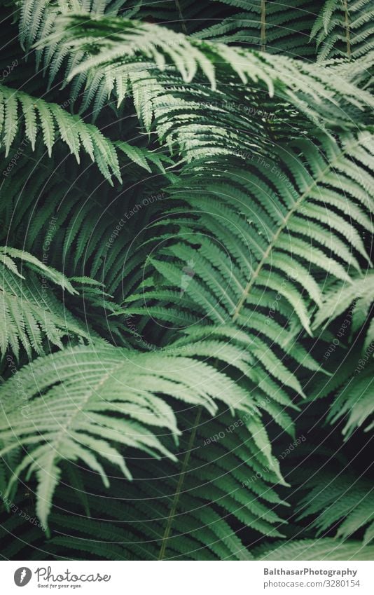 Farne Umwelt Natur Pflanze Grünpflanze Wildpflanze Wald Menschenleer ästhetisch dunkel natürlich Spitze grün Farnblatt frisch Botanik organisch Farbfoto