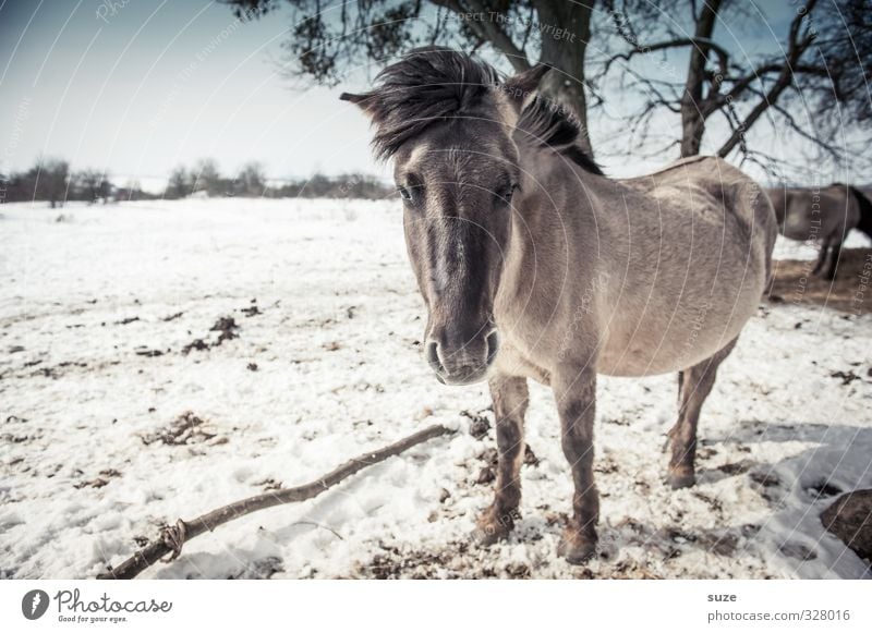 Kuhles Färt Winter Schnee Umwelt Natur Landschaft Tier Himmel Horizont Wind Wildtier Pferd Tiergesicht 1 Herde stehen authentisch kalt niedlich wild blau weiß