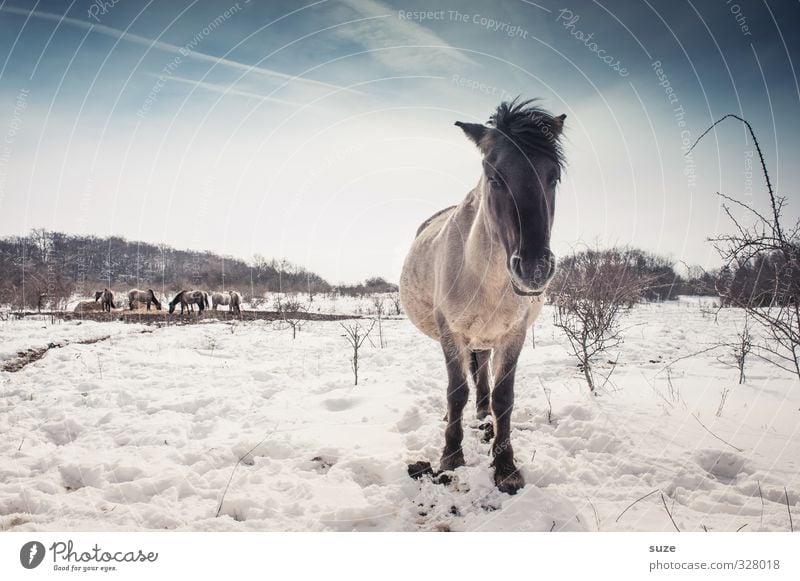 Schwarz geärgert Winter Schnee Umwelt Natur Tier Himmel Horizont Wildtier Pferd Tiergesicht 1 Herde stehen authentisch kalt niedlich wild blau weiß Mähne