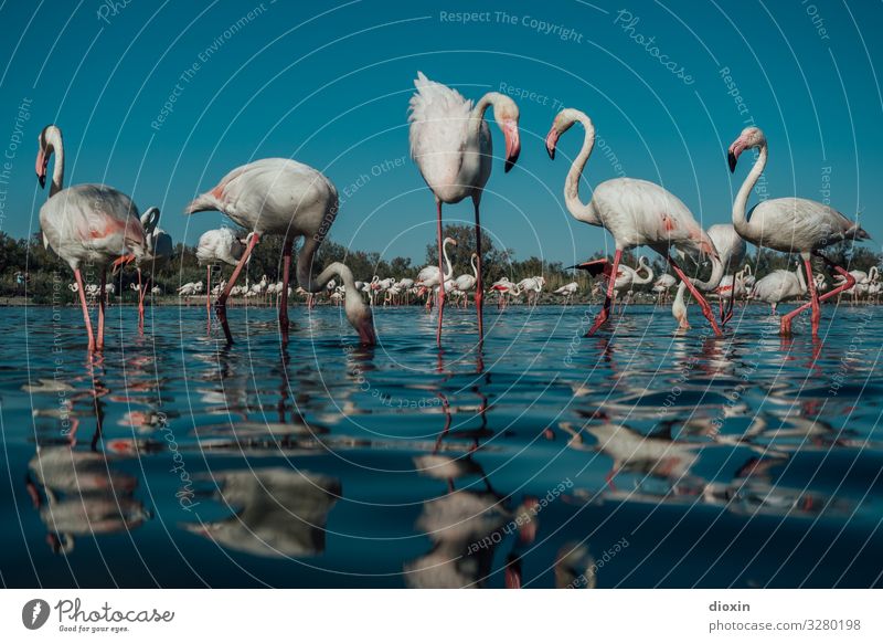Flamingo Lagoon [2] Umwelt Natur Landschaft Tier Wasser Himmel Wolkenloser Himmel Wetter Schönes Wetter Wellen Küste Bucht Meer Lagune Wildtier Vogel Tiergruppe