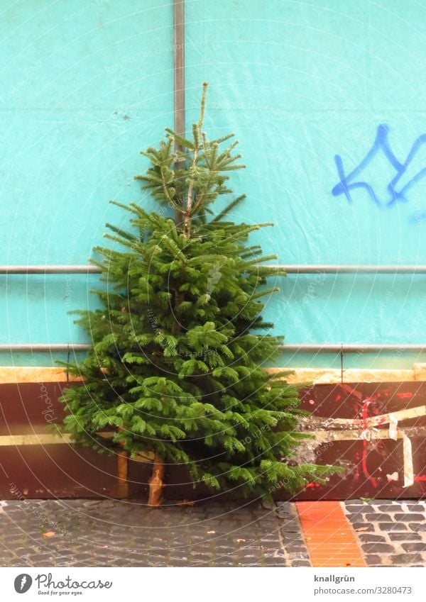 Schmucklos Pflanze Baum Tanne Nordmanntanne Stadtzentrum Fußgängerzone stehen braun grün türkis Weihnachtsbaum Abholzung Farbfoto Außenaufnahme Menschenleer