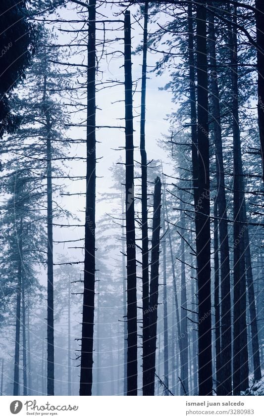 Schnee auf den Bäumen im Wald in der Wintersaison Baum Schneefall weiß kalt Frost Eis Szene Wetter gefroren Berge u. Gebirge Natur Landschaft Außenaufnahme
