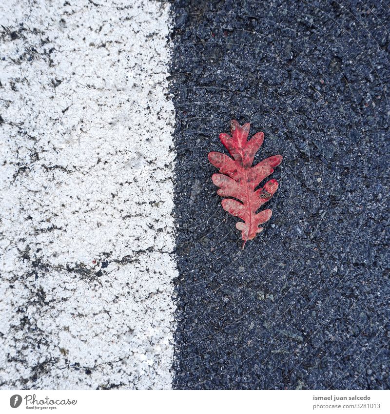 rotes Blatt auf der Straße auf der Straße Einsamkeit Isoliert (Position) Boden Natur natürlich Außenaufnahme Hintergrundbild Konsistenz zerbrechlich Herbst