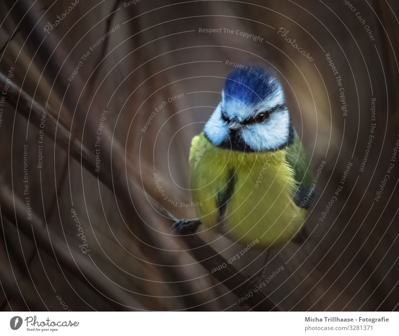 Blaumeise in der Dämmerung Natur Tier Sonnenlicht Schönes Wetter Sträucher Zweige u. Äste Wildtier Vogel Tiergesicht Flügel Krallen Meisen Kopf Schnabel Auge
