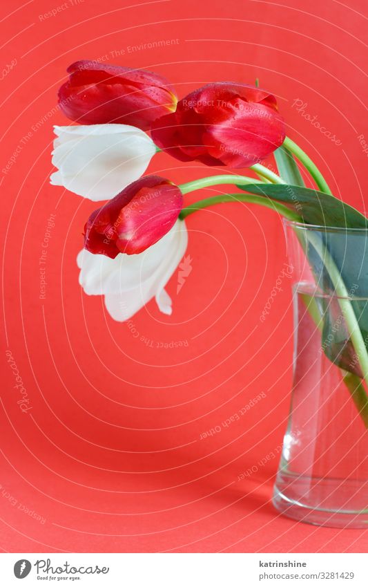 Weiße und rote Tulpen auf rotem Hintergrund Valentinstag Muttertag Ostern Geburtstag Erwachsene Frühling Blume Blüte Blumenstrauß Liebe hell trendy weiß