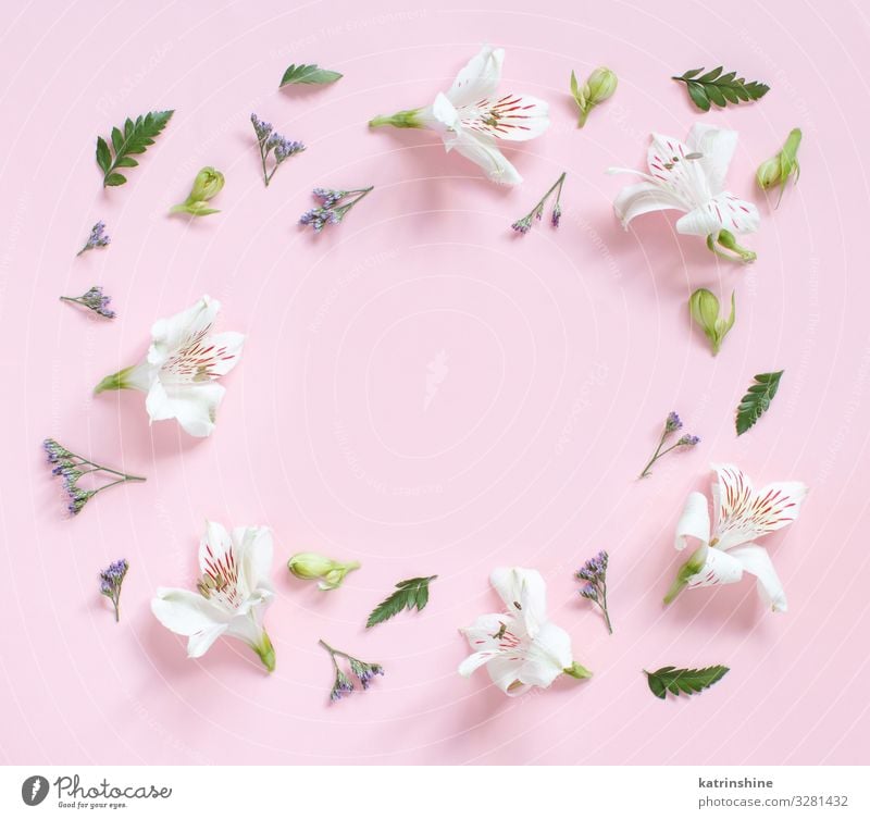 Blumen und Blütenblätter auf hellrosaem Hintergrund Design Dekoration & Verzierung Valentinstag Muttertag Hochzeit Geburtstag Frau Erwachsene Blatt oben weiß