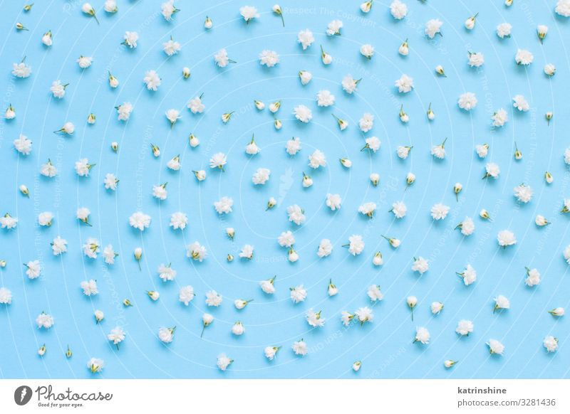 Kleine weiße Blüten auf hellblauem Hintergrund Design Dekoration & Verzierung Valentinstag Muttertag Hochzeit Geburtstag Frau Erwachsene Blume oben Kreativität