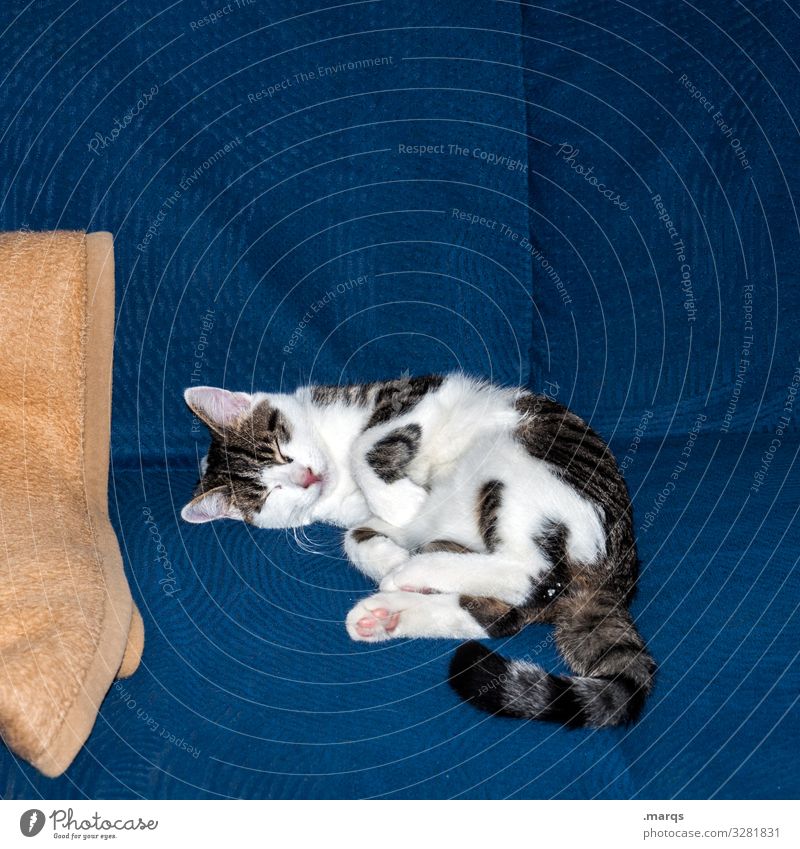 Kalle schläft Katze Sofa liegen schlafen Erholung 1 Haustier Zufriedenheit Geborgenheit Tier kuschlig gemütlich